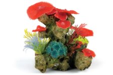 Large Coral Garden