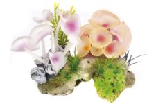 Coral Stone/Anemone