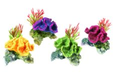 Coral / Plants
