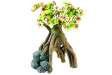 Bonsai Tree