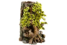 Bonsai with plant