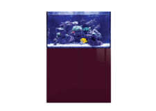 Gloss Plum