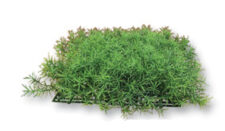 AquaManta Plant Grass Mat- Springer 25x25cm