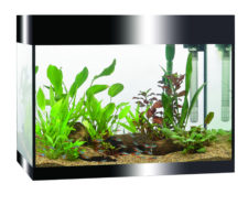Askoll PURE L Aquarium - Black