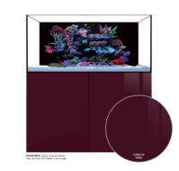 Gloss Plum