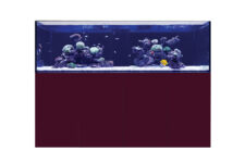 Gloss Plum