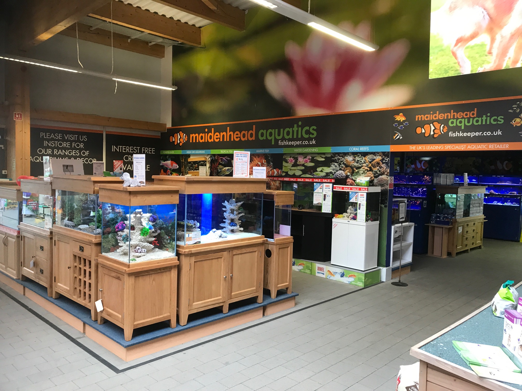 Kings Lynn Maidenhead Aquatics