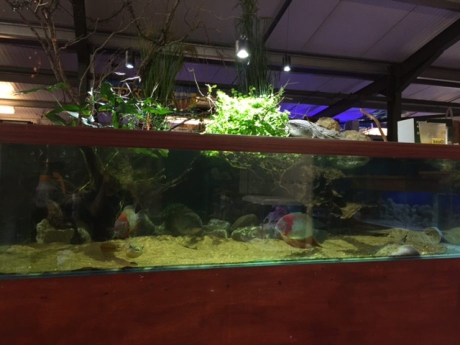 Taunton Maidenhead Aquatics