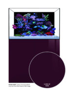 Gloss Plum