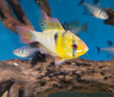 Fishkeeper Glasgow