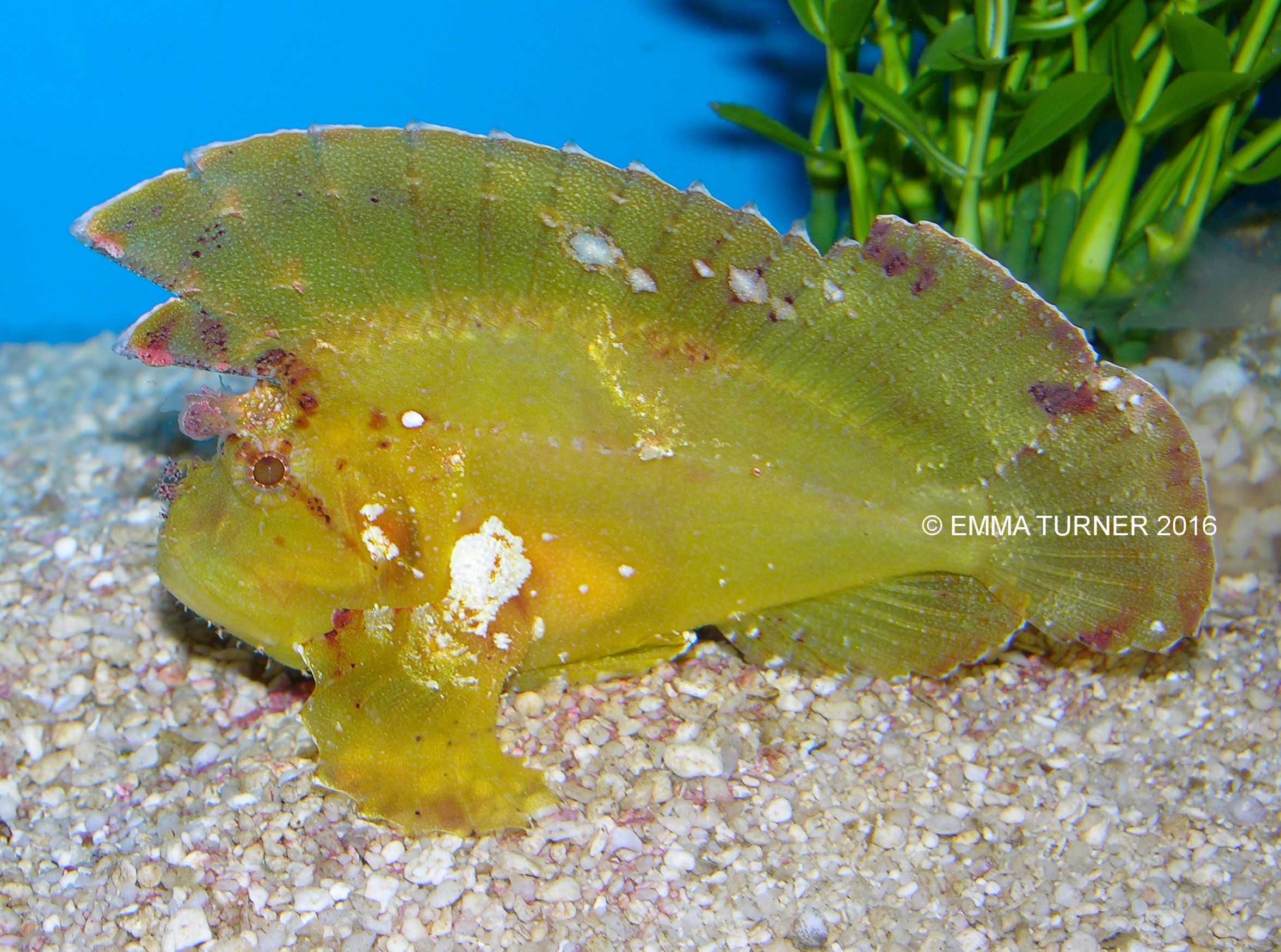 93 aquarium fish leaf