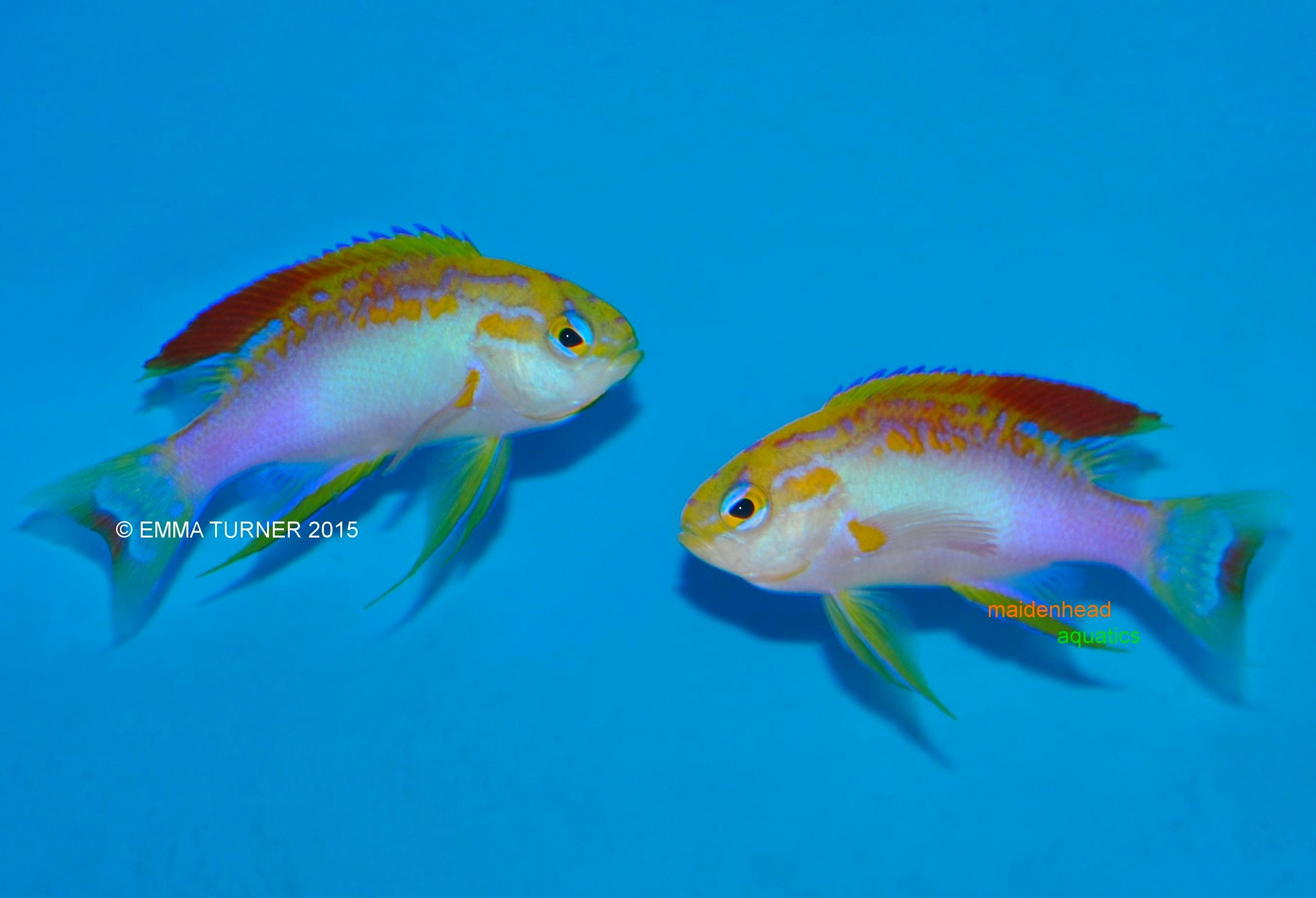 longfin anthias fishkeeper