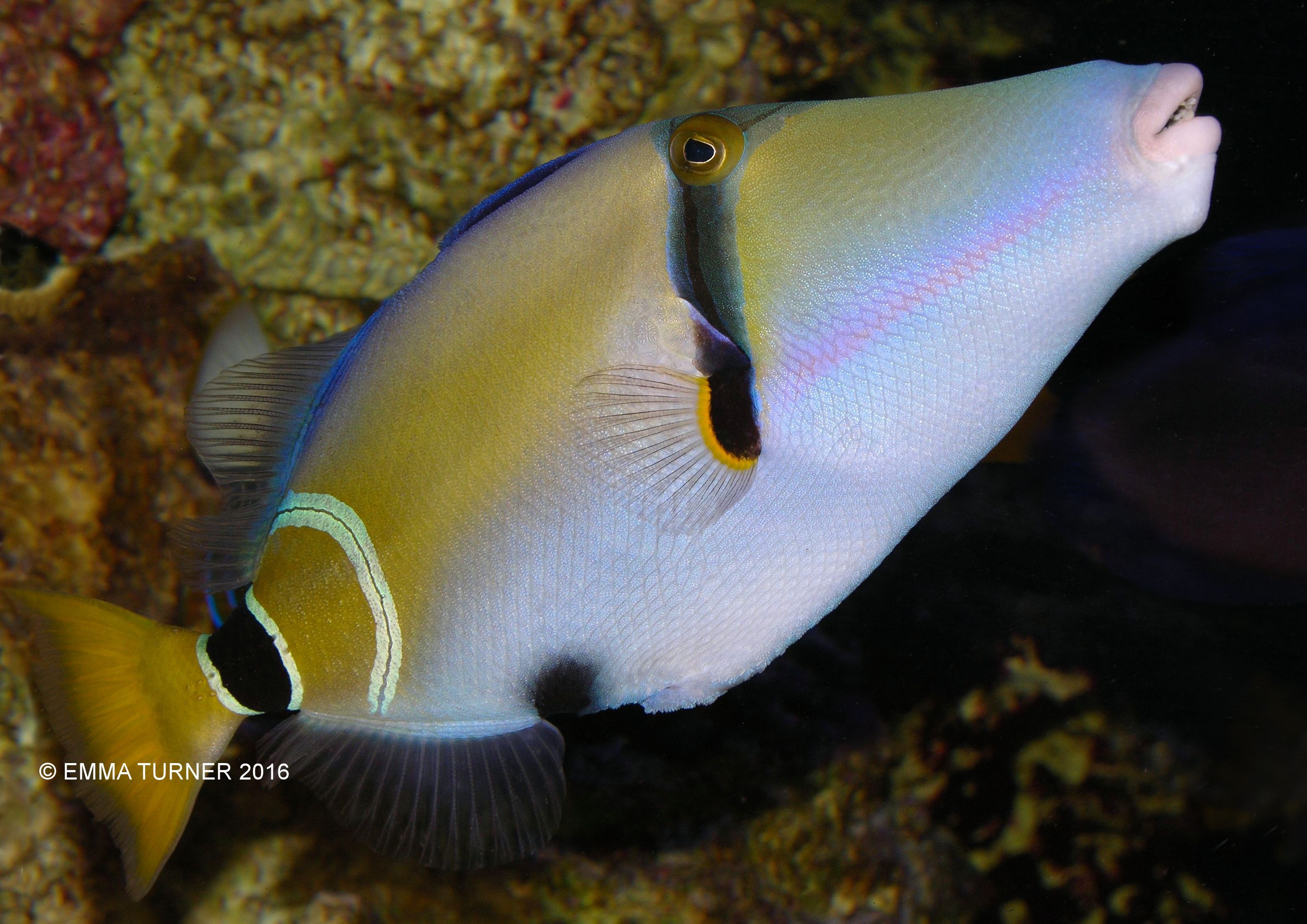 mauritius triggerfish fishkeeper