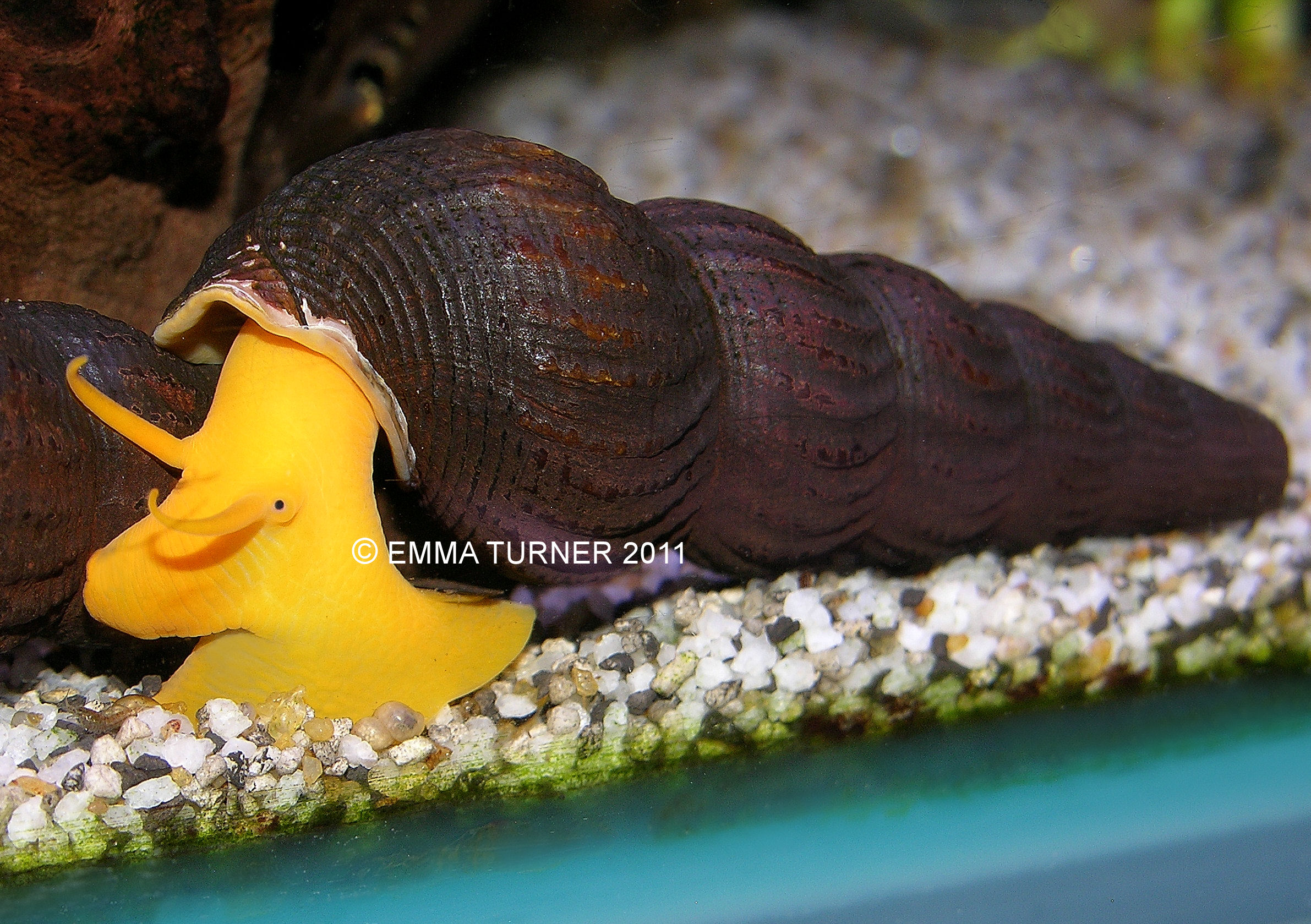 Sulawesi Snail Maidenhead Aquatics