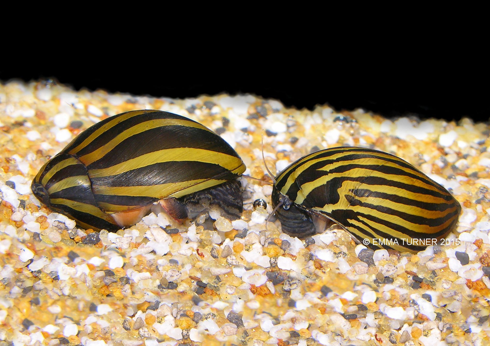 Zebra Snail Maidenhead Aquatics