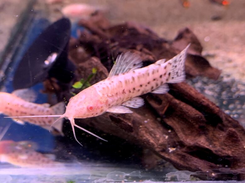 Albino Hoplo Catfish