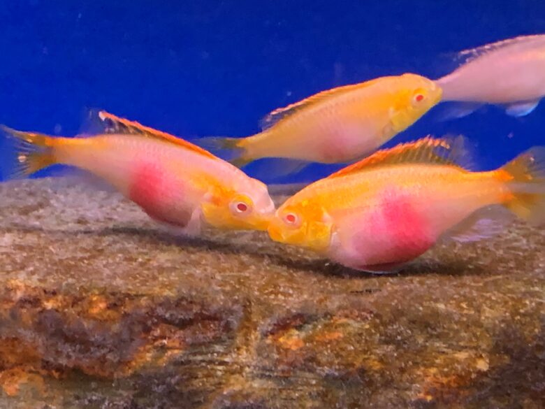 Albino Kribs