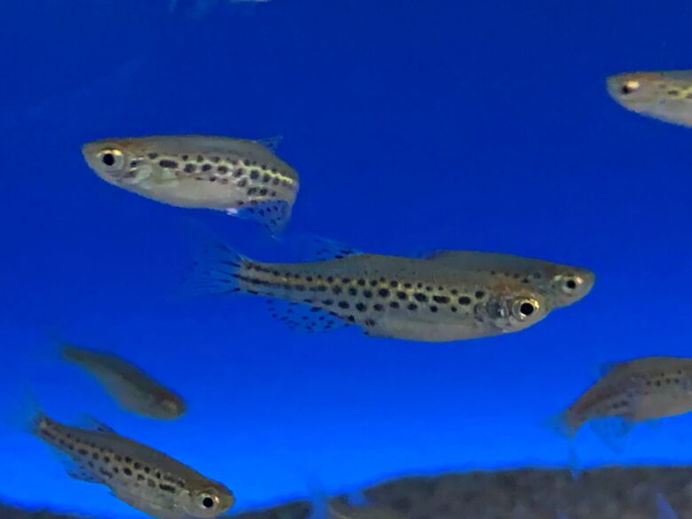 Burma Danio