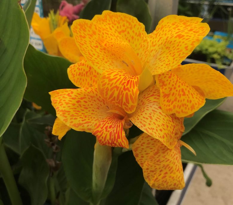 Canna Lilies