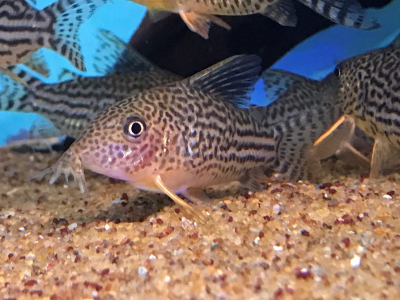Cory Cats