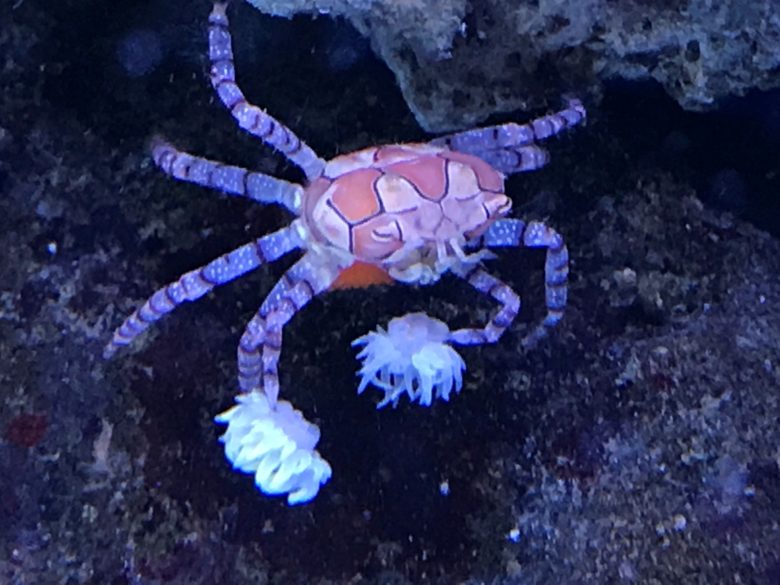 Crab