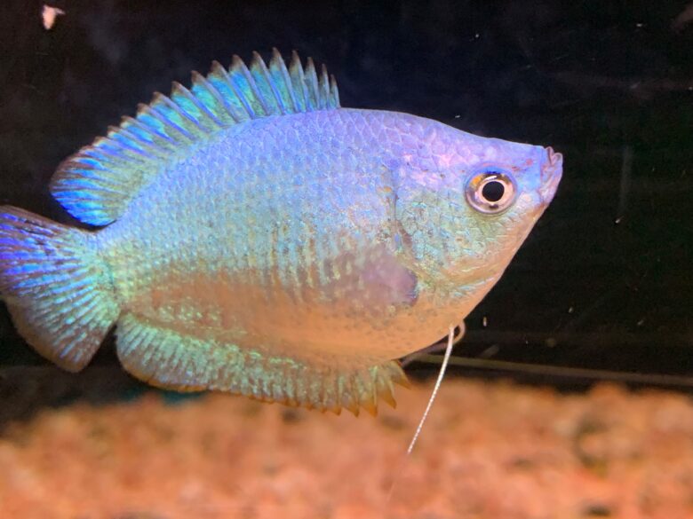 Dwarf Gouramis