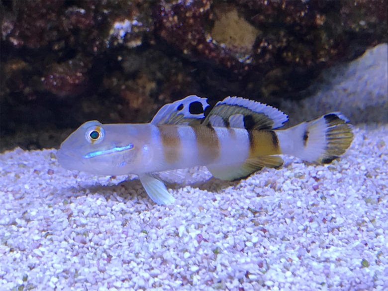 Goby