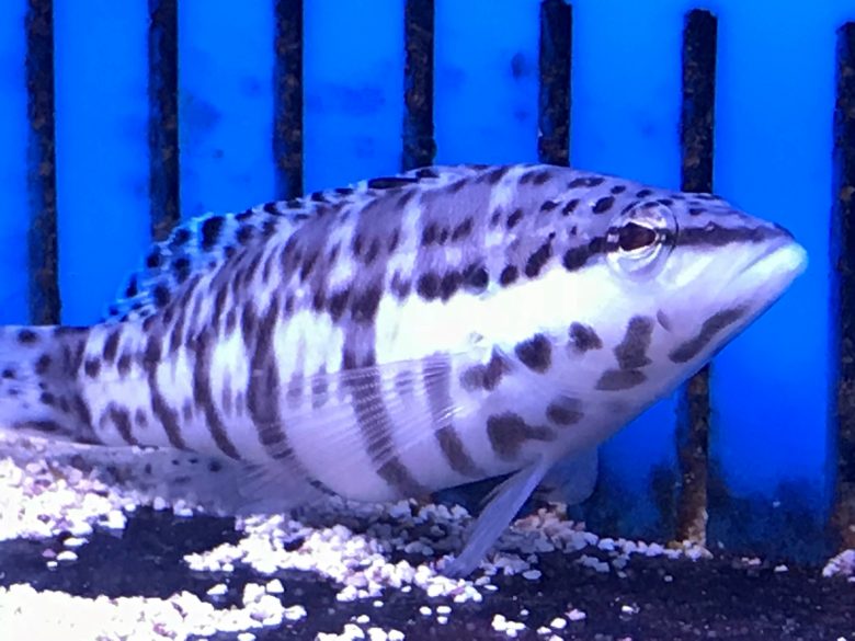 Harlequin Bass