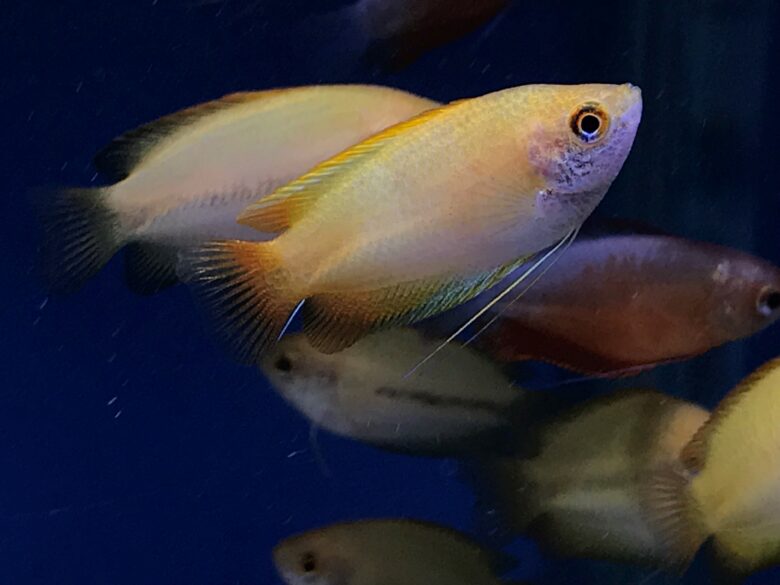 Honey Gourami