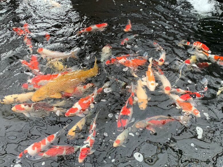 Koi Wenvoe