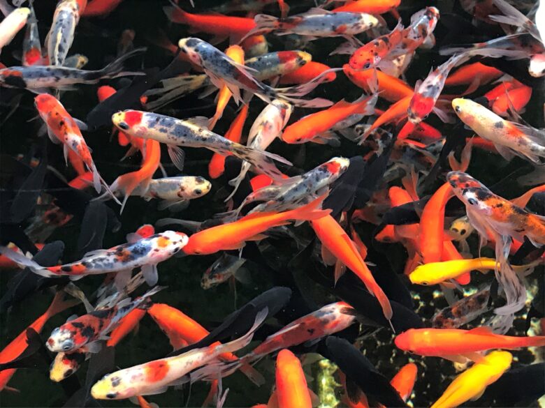 Koi