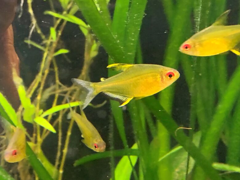Lemon Tetras