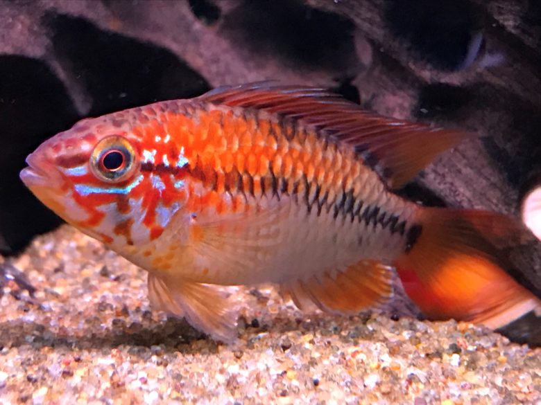 Macmaster’S Apisto