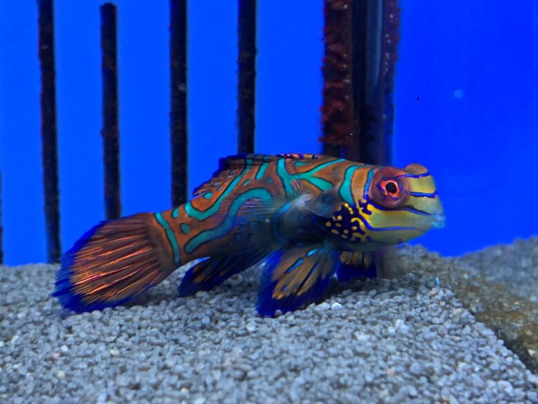 Mandarin Dragonet
