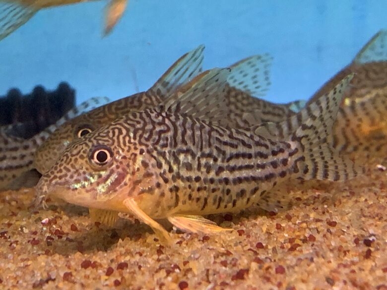 Mosaic Cory