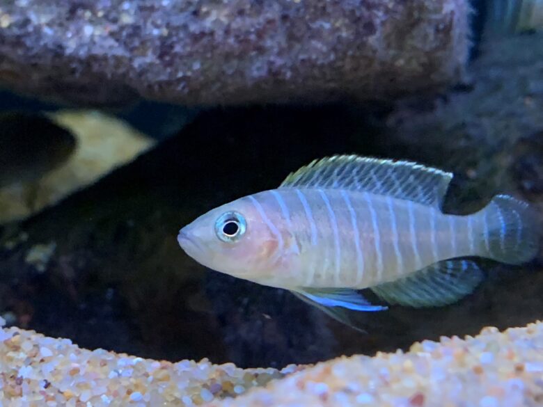 Neolamprologus Similis