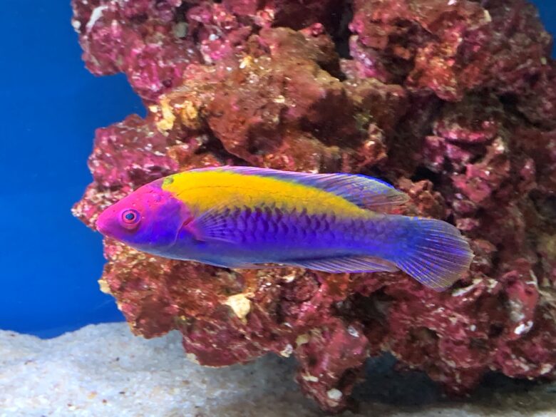 Orange Back Fairy Wrasse
