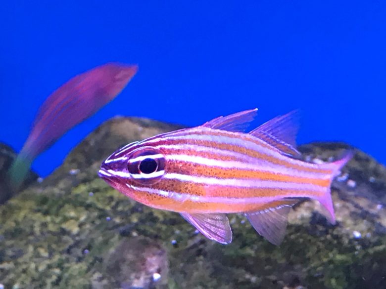 Orange Lined Cardinals