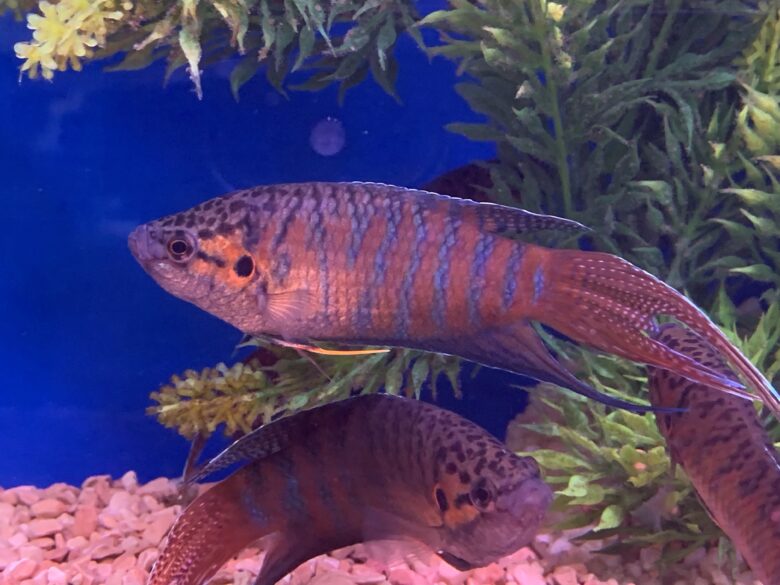 Paradise Fish Leicester