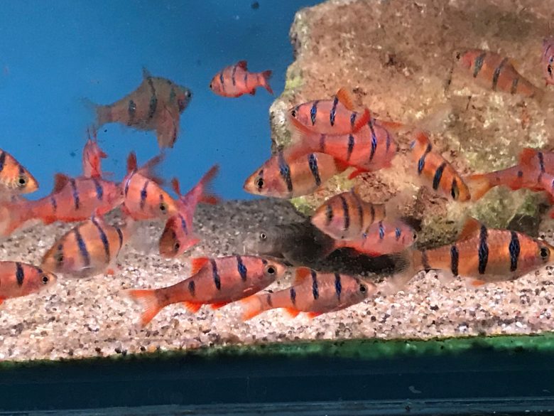 Pentazona Barb