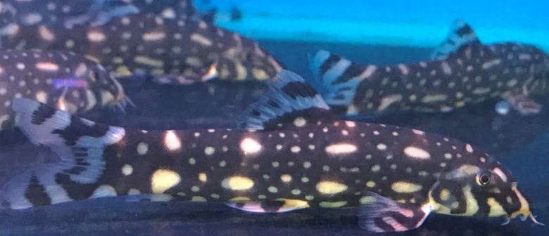 Polkadot Loaches