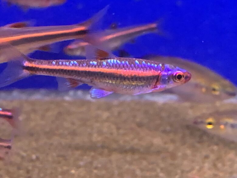 Rainbow Shiners