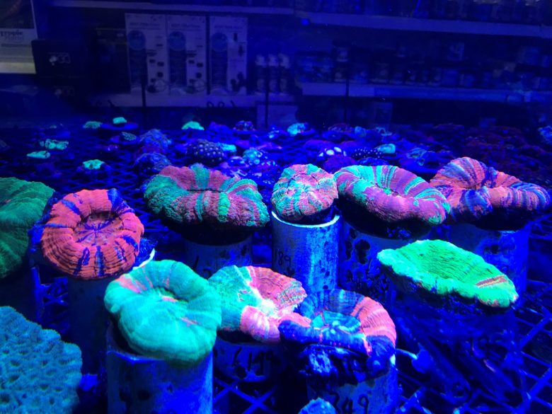 Scolymia