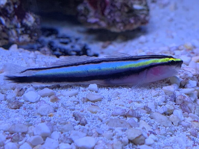 Sharknose Goby