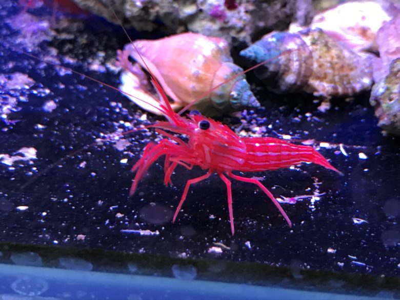 Shrimp