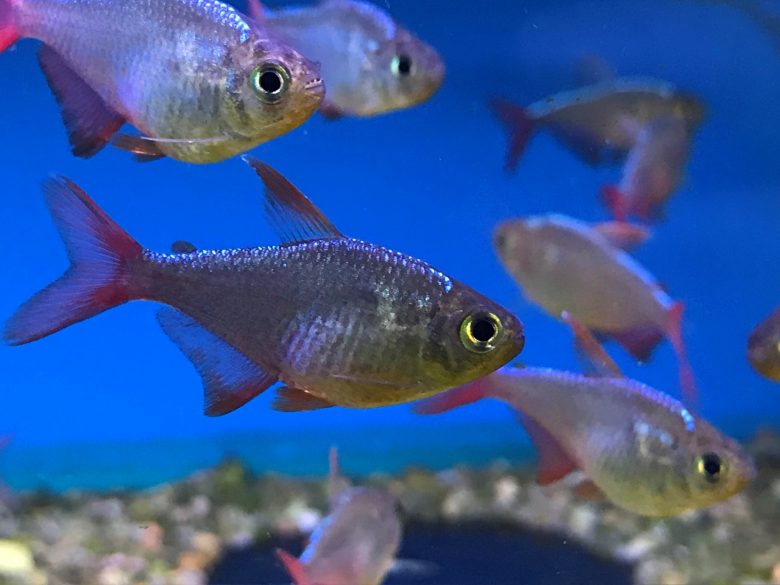 Tetra