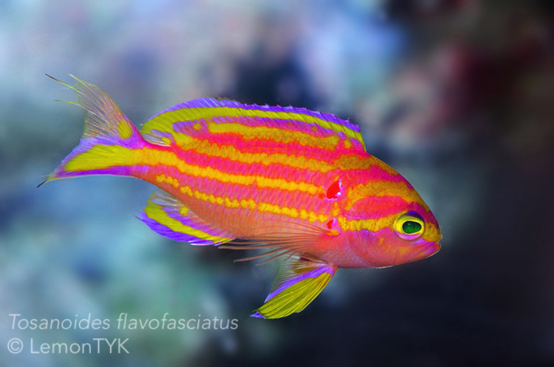 Tosanoides Aphrodite