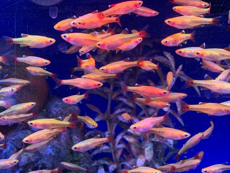 Whitecloud Mountain Minnow