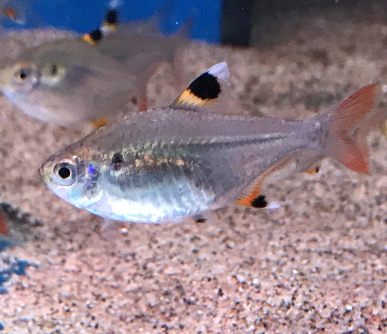 X Ray Tetras