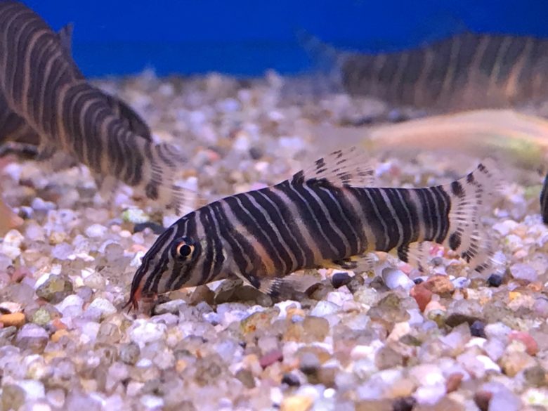 Zebra Loach